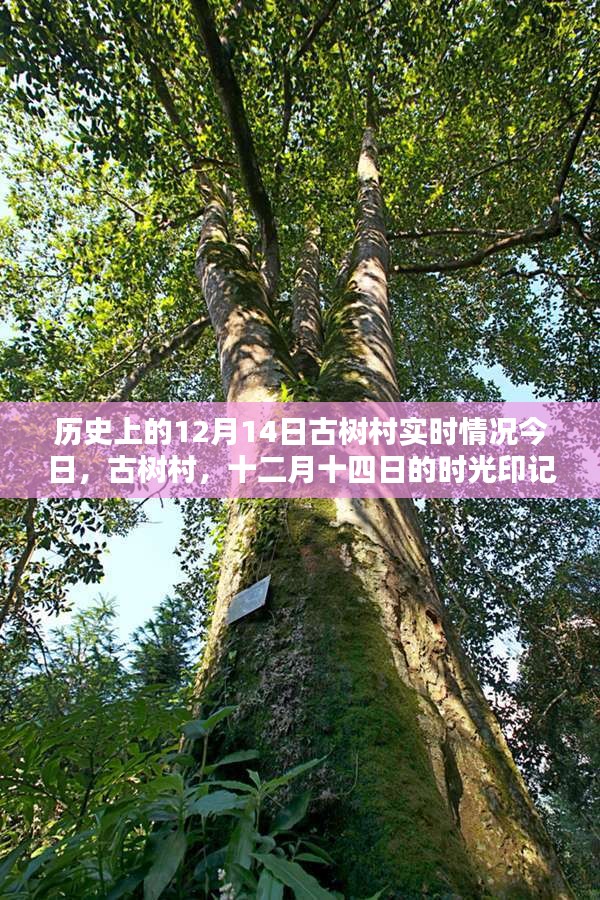 色厉内荏 第4页